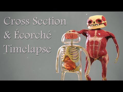 Adventure Time Finn Cross Section and Ecorche Anatomy Timelapse!