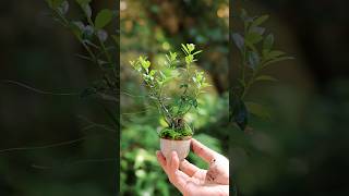 芽吹き盛んなツゲのおちょこ豆盆栽 #bonsai  #nature #gardening #shorts