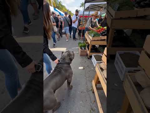 This Dog’s Emotional Reaction Was A Moment Nobody Expected 🐶❤️
