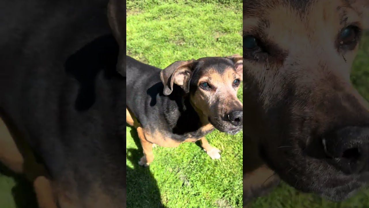 Enlarge BUD, a ADOPTABLE mixed breed in Philadelphia, PA video 5/5