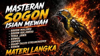 Download lagu MASTERAN SOGON ISIAN MEWAH PALING DICARI 🔥 Full Variasi Tembakan Jernih dan Ngerol mp3 Download lagu MASTERAN SOGON ISIAN MEWAH PALING DICARI 🔥 Full Variasi Tembakan Jernih dan Ngerol mp3