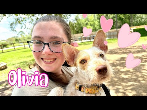 Dog for adoption - Olivia Benson Will Win the Case for Your Heart, a Schnauzer Mix in Hartford ...