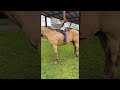 Gentle Horse Allows Climbing And Sliding ViralHog