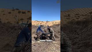 Download lagu The Magic Behind Planting Trees in the Desert #shorts mp3