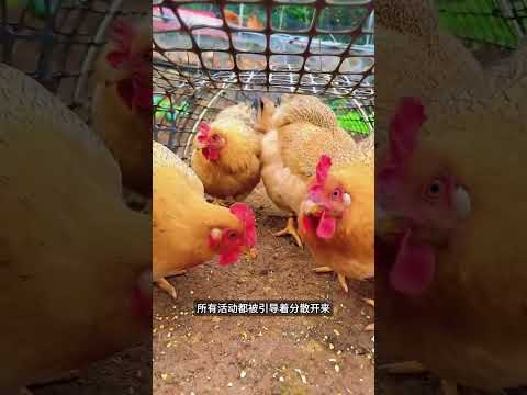 養雞不搭棚不修圈，大叔為雞打造環形活動隧道！#shorts | #紀錄片 #有趣  #creative