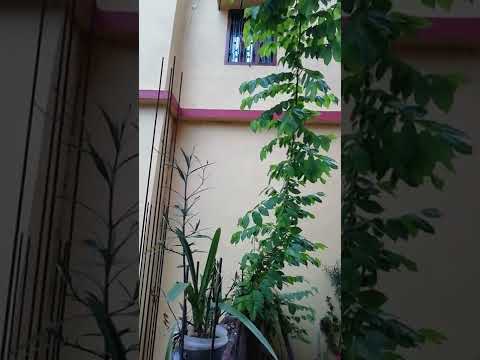 Gaganchumbi mera Plant 💚💚💚💚💚💚💚💚💚