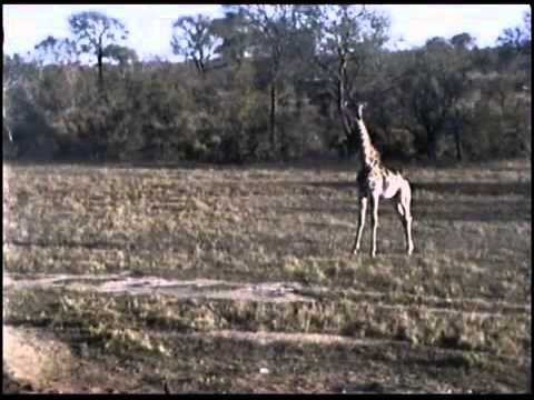 24 WILD-July 22.2013 Giraffe and elephants