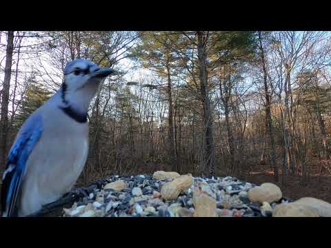 Blue Jays, Starlings and Mourning Doves