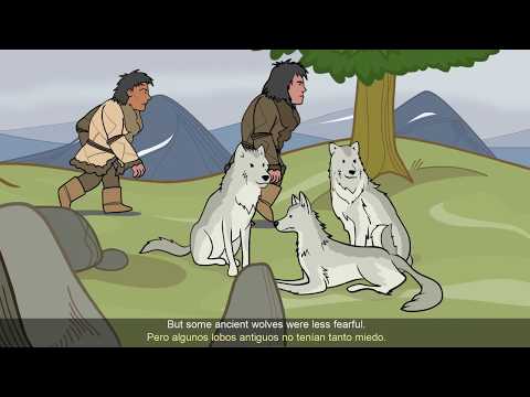Dog Evolution - YouTube