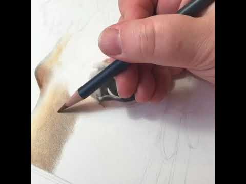 Thumbnail of Short film showing highness of touch using coloured pencil creating fur/hair