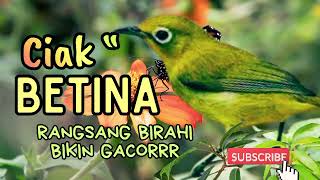 Download lagu Terbukti Ampuh !! Ciak Ciak Betina Kecial Kuning  | Paling Ampuh Naikkan Birahi Cepat! mp3