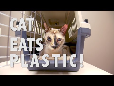 Cat EATS PLASTIC!  (Rushing her to the ER)