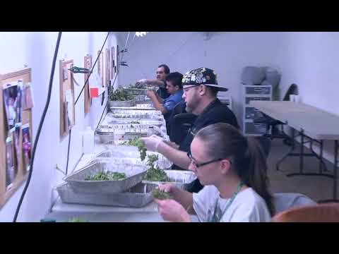 NJ Marijuana Guidance