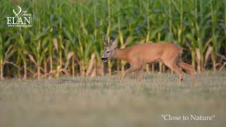 Roe buck hunting 2020