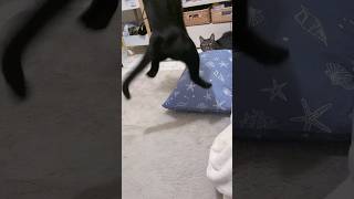 そっちかい #shorts #猫のいる暮らし #ねこライフ #cat #猫のいる風景  #catshorts