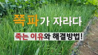 쪽파가 자라다 죽는 이유와 해결 방법