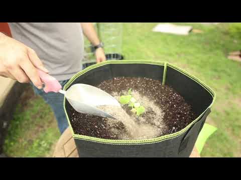 Tips to Planting Melons in Containers
