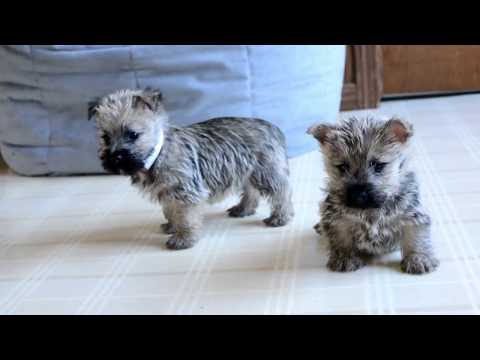Wayne Weaver's Cairn Terrier Pups