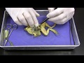 Frog Dissection