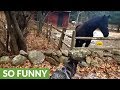 Husky Shares Special Bond With Friendly Horse