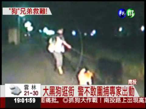 猛犬蹺家被捕 狗兄弟回家求救
