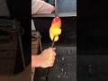 Glassblowing twisted design with 24k gold leaf. #glassblowing #glass #glasssculpture