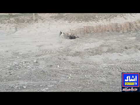 Rahim Yar Khan .. A scene of dogs playing with each other in the dry canal Sadiq branch
