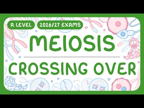A-Level Biology - Meiosis & Genetic Variation - Crossing Over | Independent Segregation