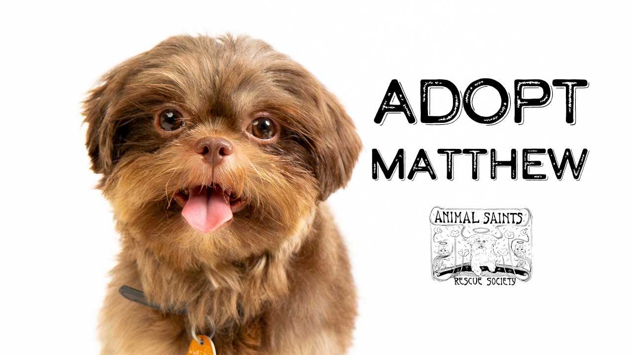 Matthew, a ADOPTABLE Shih Tzu in Fort Montgomery, NY video 6/6