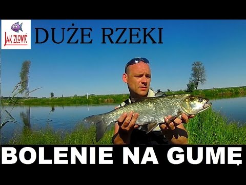Jak złowić - Bolenie na gumy - KNIGHT | Rzeka Warta