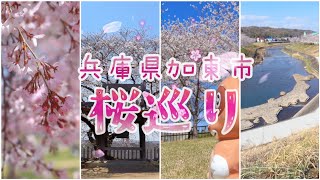 🌸兵庫県加東市の桜巡り