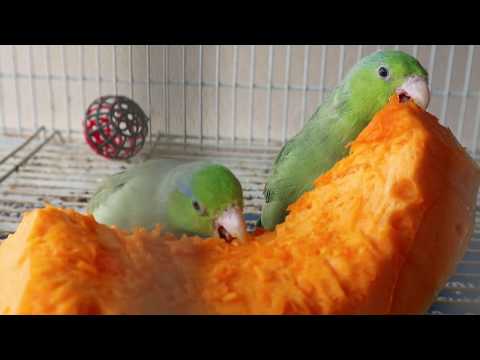 parrotlets-Μιχάλης Βλάχος-EL198