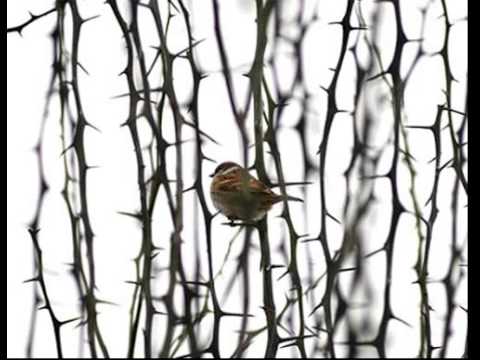 가시나무  -  하덕규