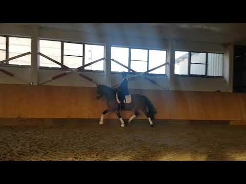 4 jährige Reitponystute v. Fs Mr. Right FOR SALE