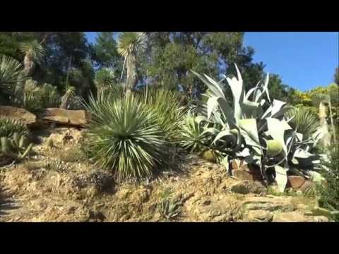 Gondwana 2015 : La fête des plantes méditerranéennes