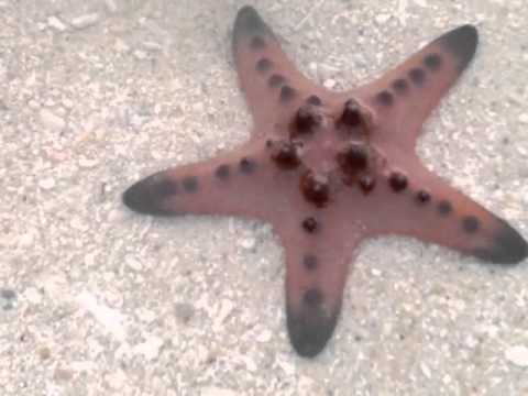 At Gumaras Island Beach Resort