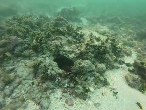 Tako Diving - January 2022 Dive Session