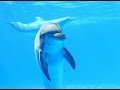 Дельфины обладают шестым чувством видеть сквозь предметы 