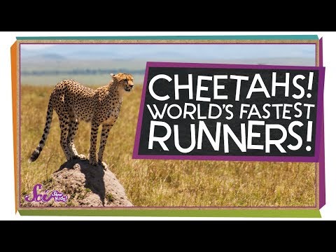 Cheetahs: The Fastest Runners in the World