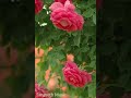 Rosapooo Chinna Rosapoo Tamil Status Songs New WhatsApp Status Songs Tamil Feel The Music