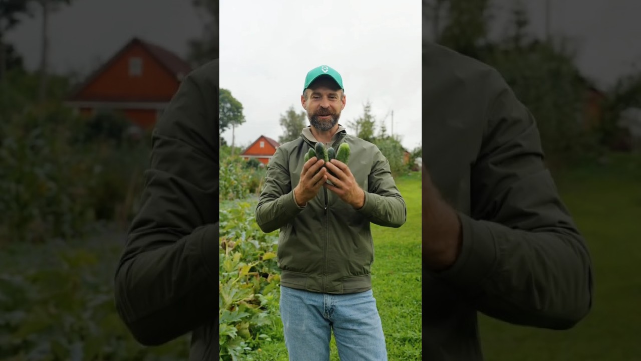 Огурцы всегда собираю до морозов! Сею только сверхурожайные и устойчивые к болезням