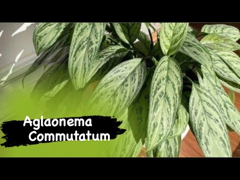 , title : 'Evinizin havasını temizleyen bitki.. Çin herdemyeşili - Aglaonema commutatum'