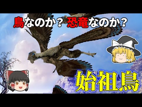 始祖鳥: 11番が最古