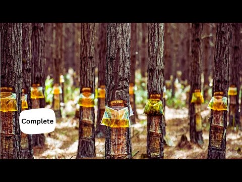 Amazing Pine Resin and Pine nuts Harvesting and Processing   Pine Product Processing in Factory