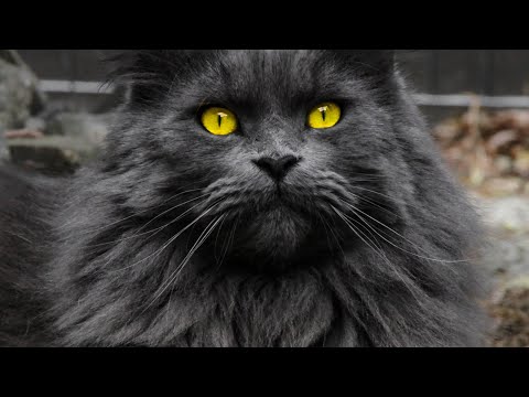 Bei solchen spinnen fürchten sich sogar die katzis 🥶 #Katzen