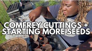 Growing Comfrey from Cuttings & Planting More Seeds