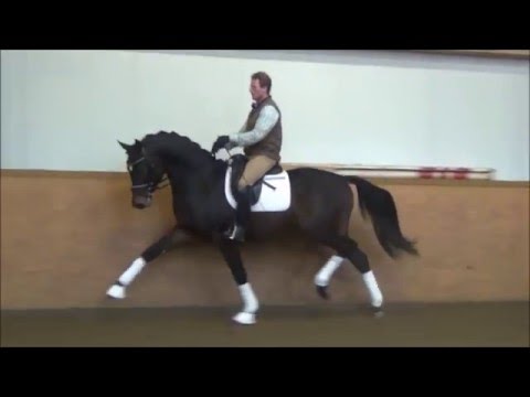 3 jähriger Hengst von Millennium