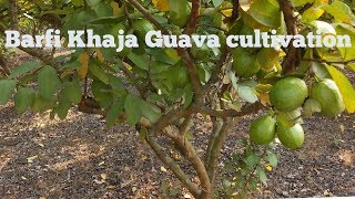 preview picture of video 'How to Plantation of Barfi Khaja Guava  - by GREEN TREE NURSERY ☎️8926100200/8926010101'