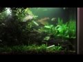 Fluval Aqualife & Plant LED 24"-34" Lighting Review