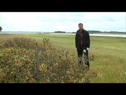 Baneguide - Holbæk Golfklub - Hul 15